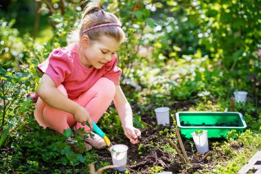 Küçük mutlu anaokulu kızı aile bahçesine fidanlar ekiyor. Çocuk bahçeciliği, ekmeyi ve sebze yetiştirmeyi öğreniyor. Çocuklar ve ekoloji, çevre kavramı