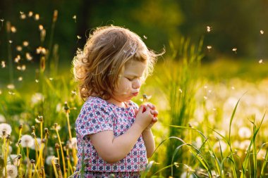 Sevimli küçük kız bebek yazın doğada karahindiba çiçeğine üflüyor. Gülle atan sağlıklı, güzel bir çocuk, eğleniyor. Parlak gün batımı ışığı, aktif çocuk