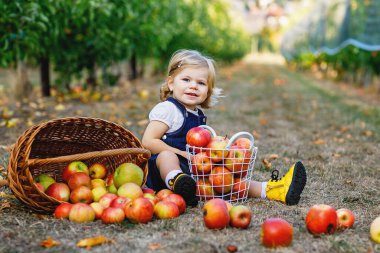 Yeni toplanmış elma sepetleriyle çevrili elma bahçesinde oturmuş gülen bebek, dışarıda sakin bir sonbahar hasat gününün tadını çıkarıyor, gerçek hayat anı.