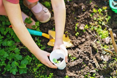 Küçük mutlu anaokulu kızı aile bahçesine fidanlar ekiyor. Çocuk bahçeciliği, ekmeyi ve sebze yetiştirmeyi öğreniyor. Çocuklar ve ekoloji, çevre kavramı