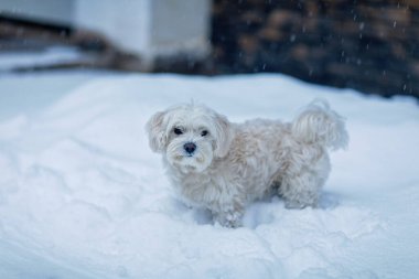 Küçük beyaz köpek kış karları altında taze kar altında duruyor, açık havada evcil hayvan portresi yumuşak ışık, soğuk hava sahnesi, gerçek hayat..