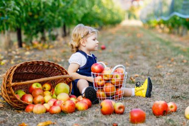 Yeni toplanmış elma sepetleriyle çevrili elma bahçesinde oturmuş gülen bebek, dışarıda sakin bir sonbahar hasat gününün tadını çıkarıyor, gerçek hayat anı.