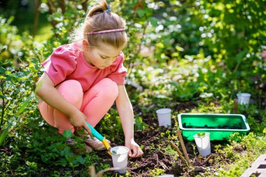Küçük mutlu anaokulu kızı aile bahçesine fidanlar ekiyor. Çocuk bahçeciliği, ekmeyi ve sebze yetiştirmeyi öğreniyor. Çocuklar ve ekoloji, çevre kavramı