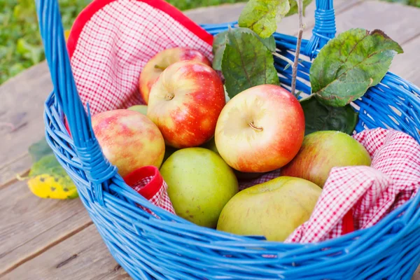 Organic red apples in a Basket outdoor. Orchard. Autumn Garden. — Stock Photo, Image
