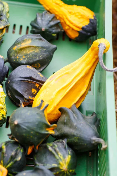 Manojo de calabazas de vacaciones regordetas y jugosas —  Fotos de Stock