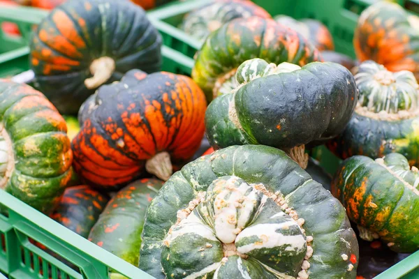 Manojo de calabazas de vacaciones regordetas y jugosas —  Fotos de Stock