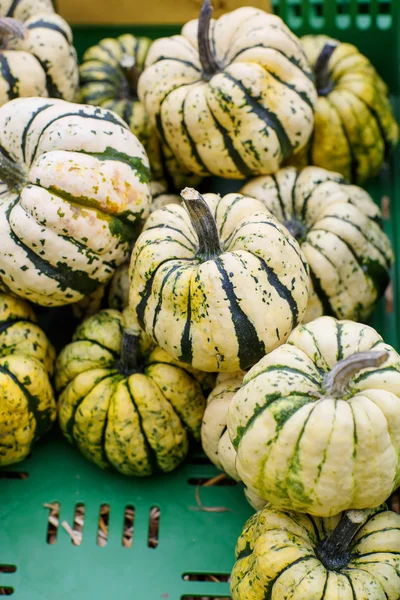 Manojo de calabazas de vacaciones regordetas y jugosas —  Fotos de Stock