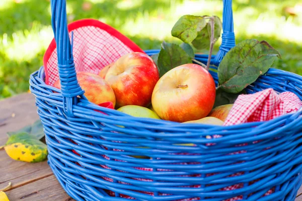 Mele rosse biologiche in un cestino all'aperto. Frutteto. Giardino d'autunno. — Foto Stock