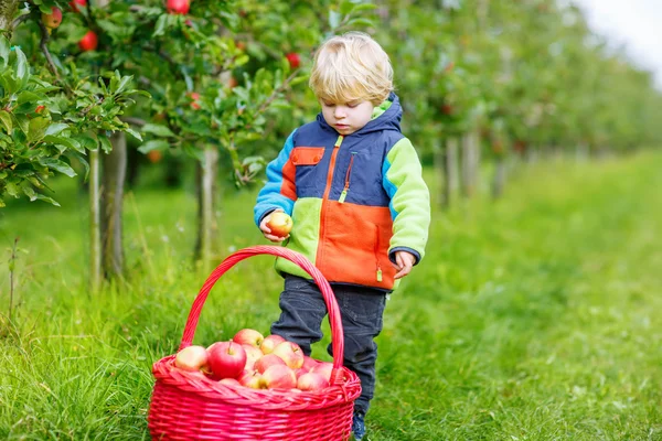 Little toddler boy picking red apples in orchard — Stock Photo, Image