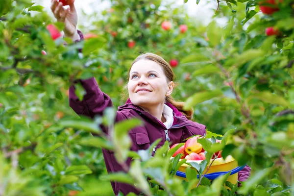 Giovane donna che raccoglie mele rosse in un frutteto — Foto Stock