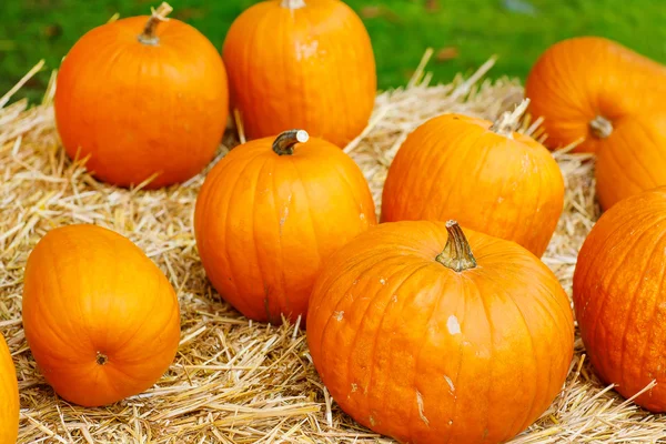 Bunch of plump and juicy holiday pumpkins — Stock Photo, Image