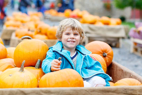 Little kid boy on pumpkin farm celebrating thanksgiving — Stock Photo, Image