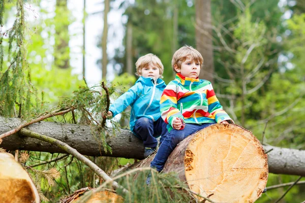 Two little kid boys playing in forest on cold day — Stock Photo, Image