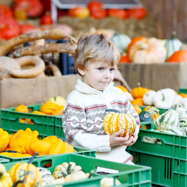 Little kid sitting with lots of pumpkins on patch farm — Stock Photo, Image