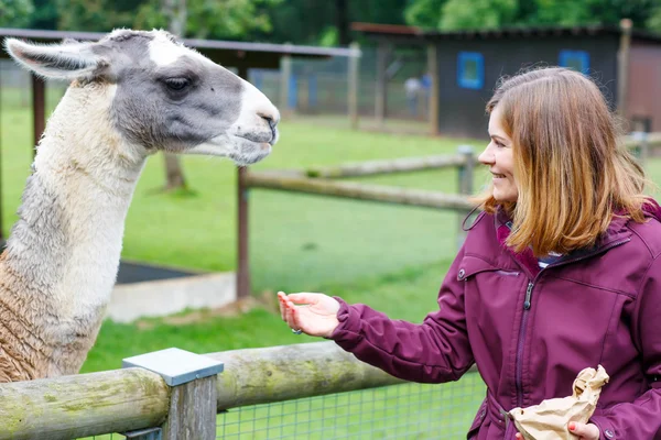Happy woman feeding big lama on an animal farm — Stockfoto