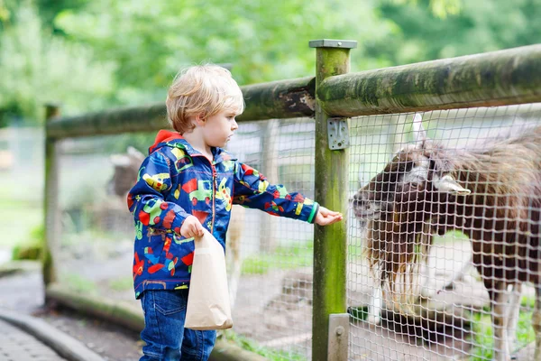 Niño niño alimentación cabras en un animal granja —  Fotos de Stock