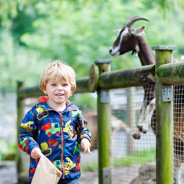 Kid boy feeding goats on an animal farm — Stock Photo, Image