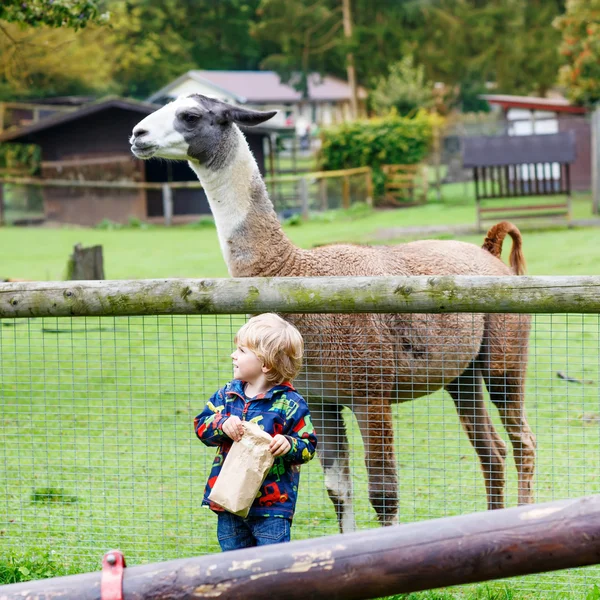 Niño con gafas alimentando lama en una granja de animales — Foto de Stock