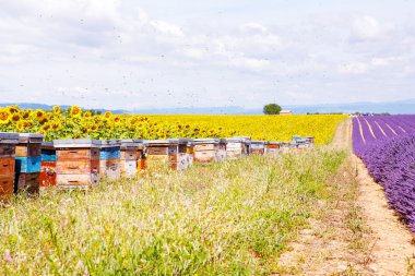 provence yakınındaki valensole, lavanta alanlar üzerinde arı hives.