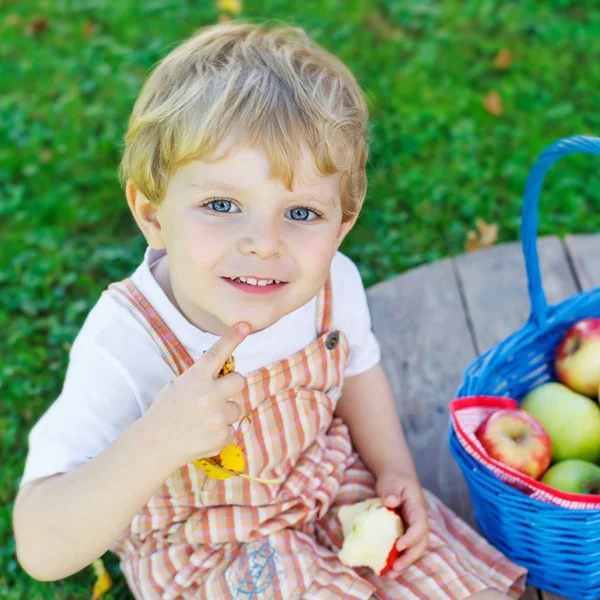 Маленький мальчик собирает красные яблоки в саду — стоковое фото