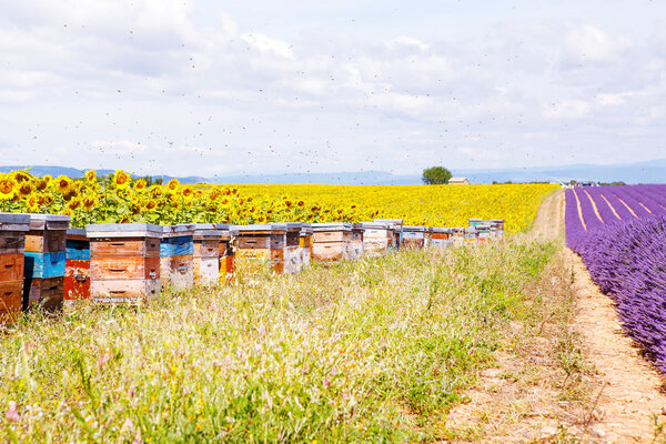 Bee hives on lavender fields, near Valensole, Provence.