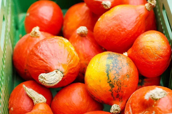 Bunch of plump and juicy holiday pumpkins — Stock Photo, Image