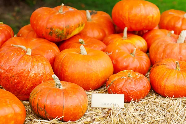 Bunch of plump and juicy holiday pumpkins — Stock Photo, Image