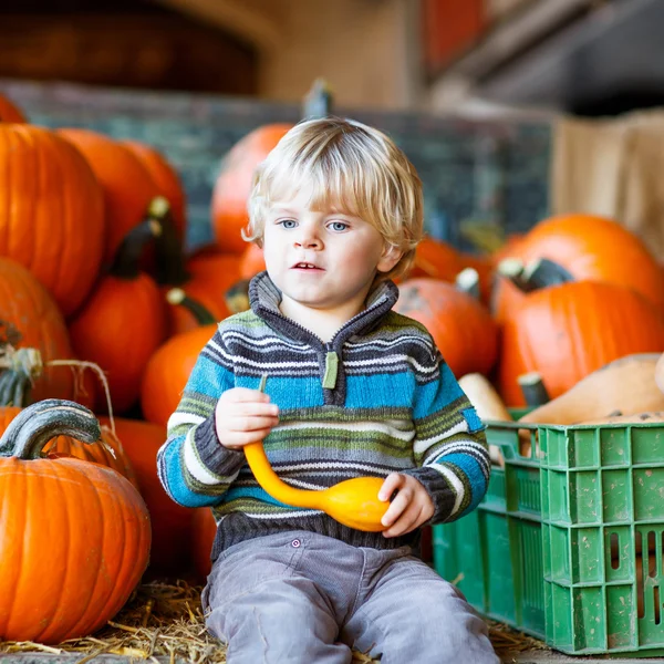 Little kid sitting with lots of pumpkins on patch farm — Stock Photo, Image