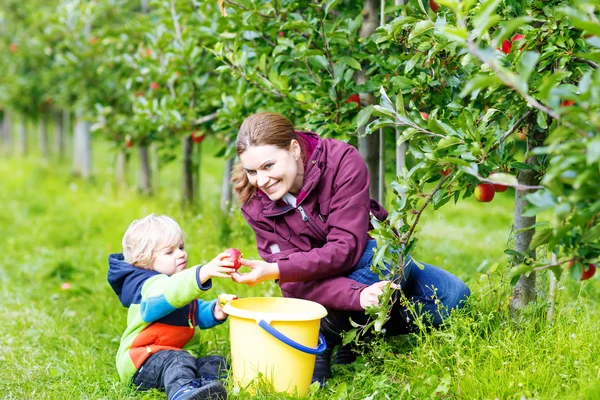Pequeño niño y madre recogiendo manzanas rojas en el huerto — Foto de Stock