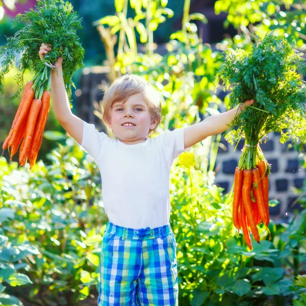 Rolig liten unge pojke med morötter i inhemska trädgård — Stockfoto