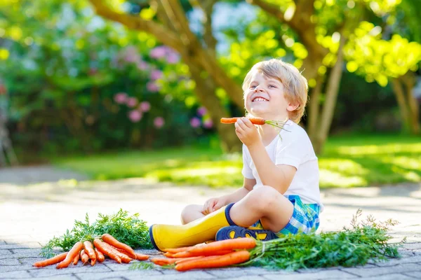 Criança adorável com cenouras no jardim doméstico — Fotografia de Stock