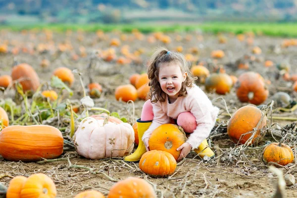 Niña con muchas calabazas en el campo — Foto de Stock