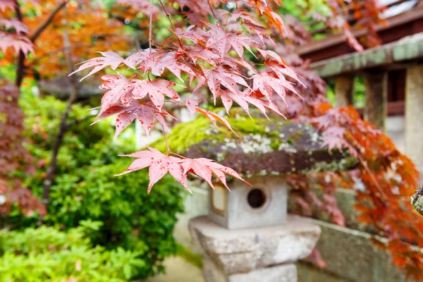 Arce rojo y linterna tradicional del templo en Japón — Foto de Stock