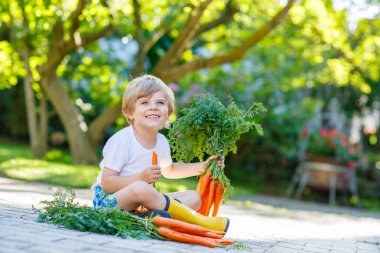 Kid boy of 3 years with carrots in domestic garden