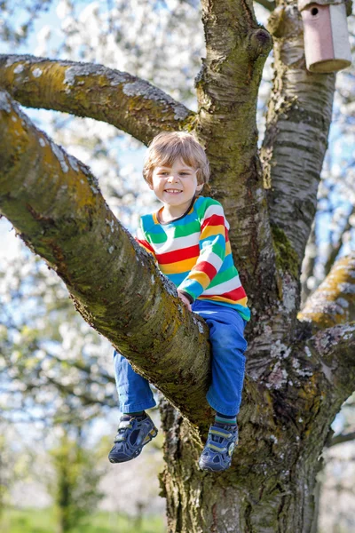 Niño preescolar disfrutando trepar en el árbol — Foto de Stock