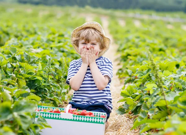 Malý kluk sběru jahod na farmě, venku. — Stock fotografie