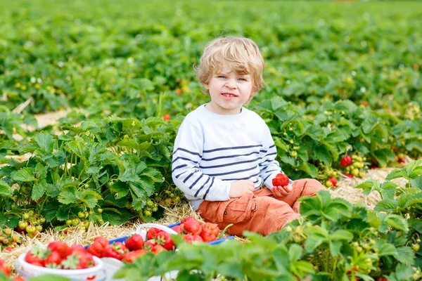 Petit garçon ramassant des fraises à la ferme, à l'extérieur . — Photo