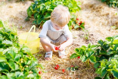 Çiftlikte, açık havada çilek toplama küçük çocuk çocuk.