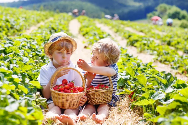 Δυο αδερφάκια στη φάρμα φράουλας το καλοκαίρι. — Φωτογραφία Αρχείου