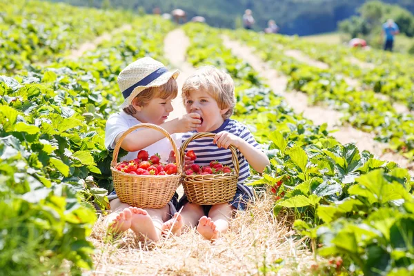 Zwei kleine Geschwister im Sommer auf Erdbeerfarm — Stockfoto