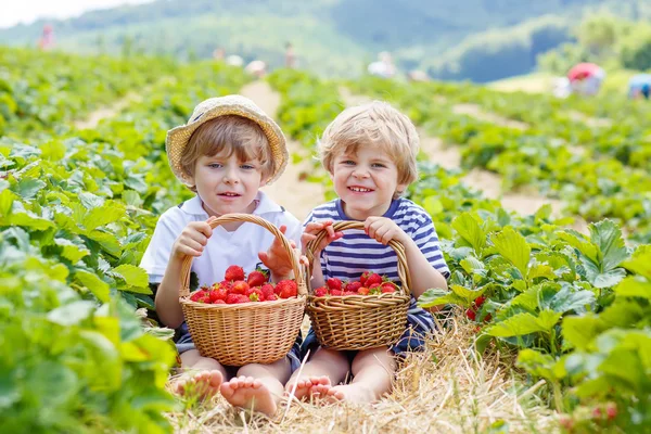 Zwei kleine Geschwister im Sommer auf Erdbeerfarm — Stockfoto