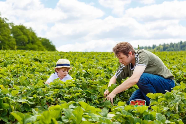Pai e filho na fazenda de morango no verão — Fotografia de Stock