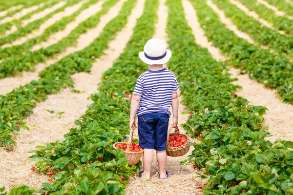 摘草莓农场，在户外的小小孩男孩. — 图库照片