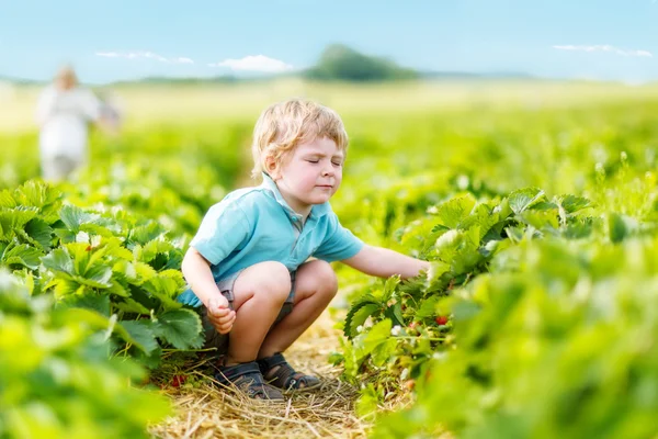 Little kid boy picking strawberries on farm, outdoors. — Stock Photo, Image