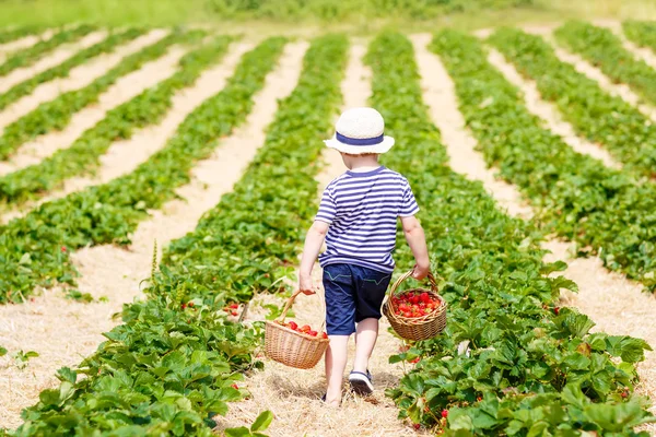 Liten gutt plukker jordbær på gård, utendørs . – stockfoto