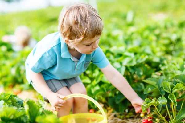 Menino pegando morangos na fazenda, ao ar livre . — Fotografia de Stock