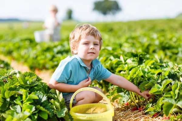 Kid jongetje plukken aardbeien op boerderij, buitenshuis. — Stockfoto