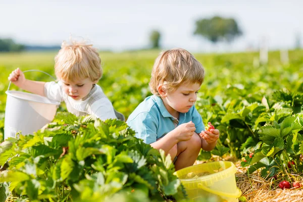 Two little sibling toddler boys on strawberry farm in summer — Stock Photo, Image