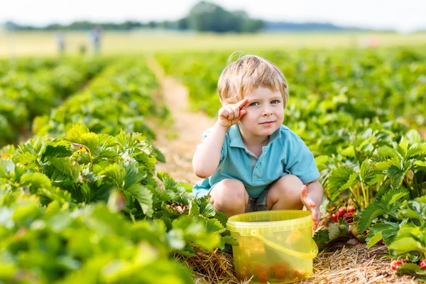 Malý kluk sběru jahod na farmě, venku. — Stock fotografie