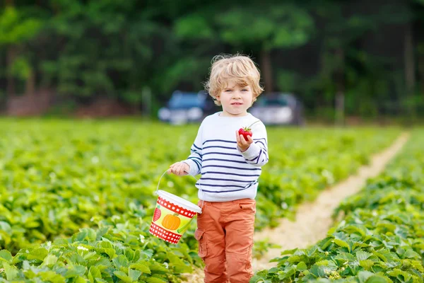 摘草莓农场，在户外的小小孩男孩. — 图库照片